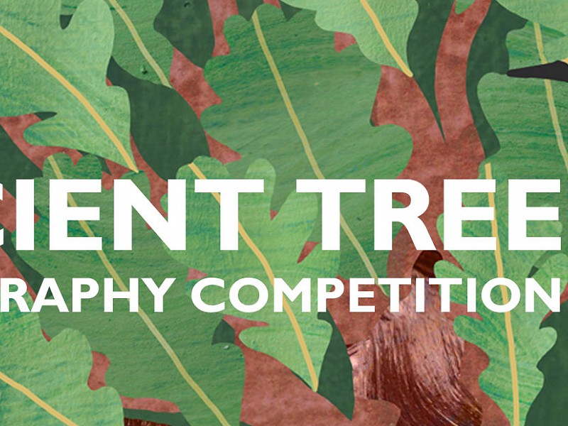 Ancient Tree Photo Competition